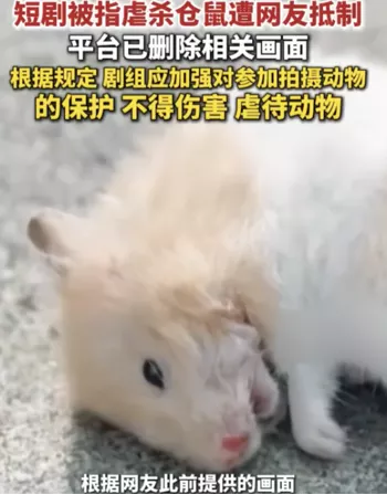 短剧仓鼠被摔死真相